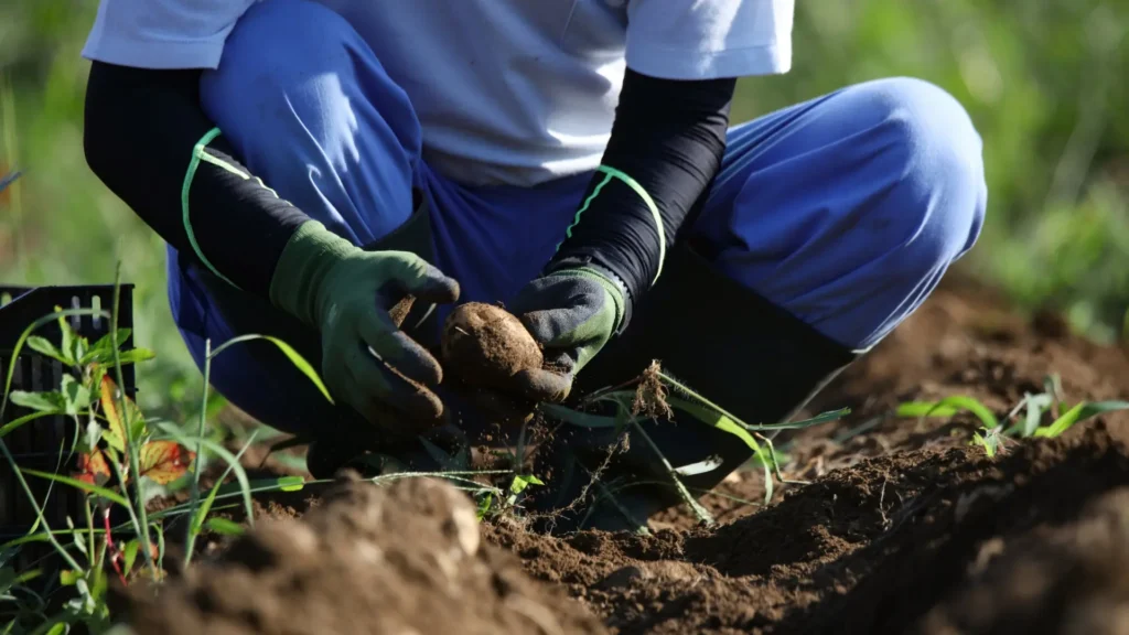 Marketing para Agricultores Canarios: Adiós a Intermediarios