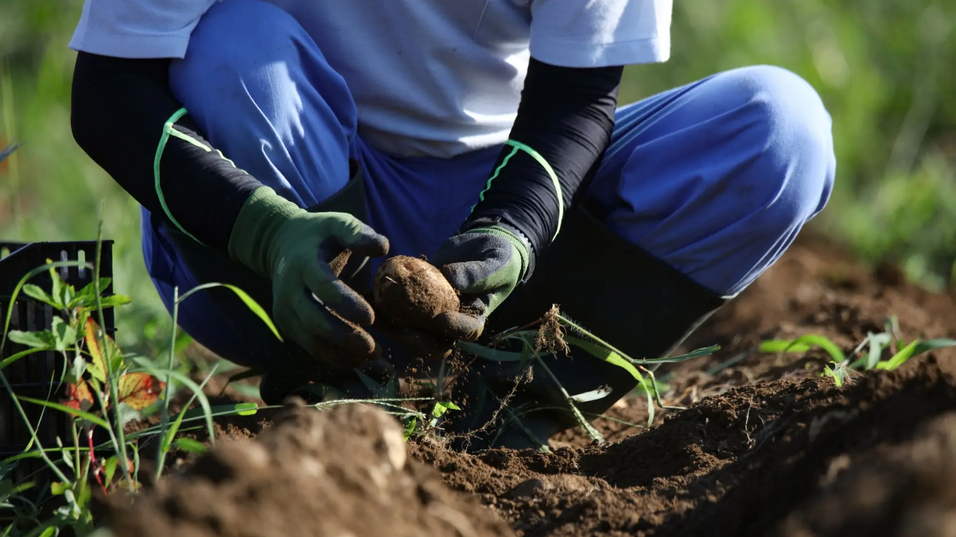 Marketing para Agricultores, marketing agrario canarias,